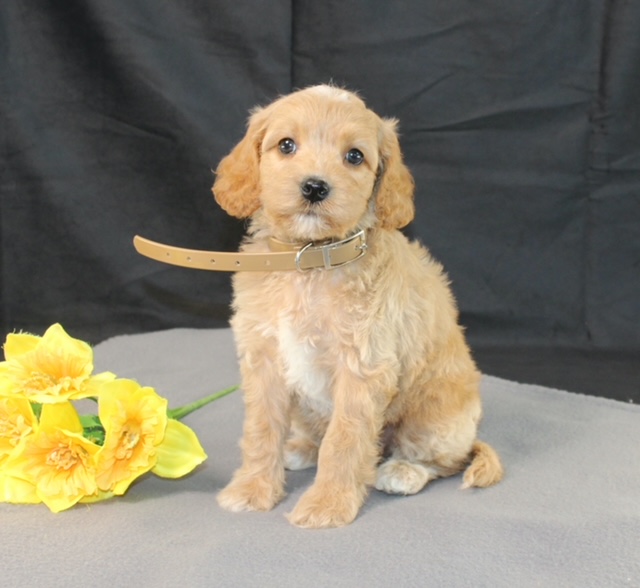 puppy, for, sale, Mini Goldencavadoodles, Ivan J. Stoltzfus, dog, breeder, Dornsife, PA, dog-breeder, puppy-for-sale, forsale, nearby, find, puppyfind, locator, puppylocator, aca